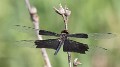 Rhyothemis braganza female (1 of 8)